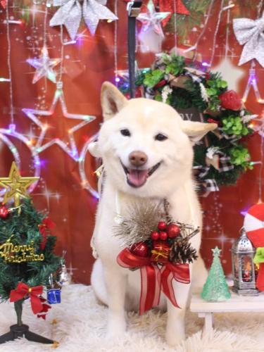 20231221メイちゃん